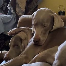 Weimaraners from Waystar Weimaraners