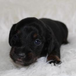 Black and Tan Female - Black and tan female Dachshund puppy in Lily, Kentucky from Little Acres Miniature Dachshunds