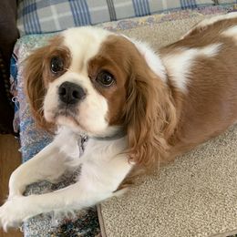 Duchess - Cavalier King Charles Spaniel
