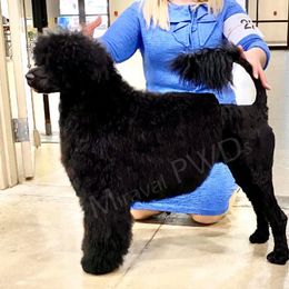 Xena - Portuguese Water Dog