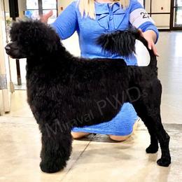 Xena - Portuguese Water Dog