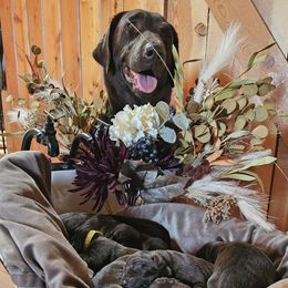 Girl 3 - Chocolate female Labrador Retriever puppy in Helena, Montana from Whistling Wings Retrievers, LLC.