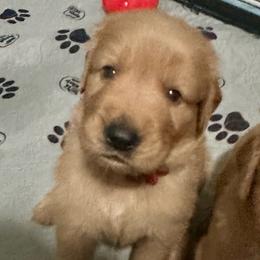 Red Collar - Golden male Golden Retriever puppy in Tulsa, Oklahoma from Triple J Goldens, LLC