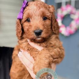 Blossom - Red  female Goldendoodle puppy in Marion, Ohio from Doodles & Doxies