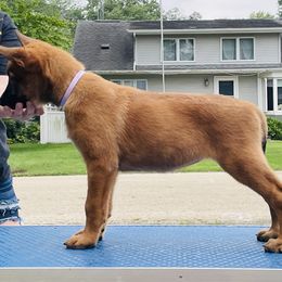 Belgian Malinois Puppies from Pyrex Kennels