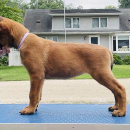Belgian Malinois Puppies from Pyrex Kennels