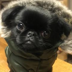 Brussels Griffons from Maze Brussels Griffons