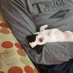 Drentsche Patrijshond and Spinone Italiano Puppies from Two Gun Kennels