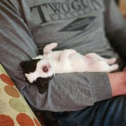 Drentsche Patrijshond and Spinone Italiano Puppies from Two Gun Kennels