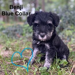 Benji - Miniature Schnauzer puppy from Four Seasons Schnauzers