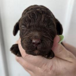 River - Chocolate male Goldendoodle puppy in Decatur, Tennessee from Diamond's Doodles