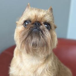Mila - Brussels Griffon