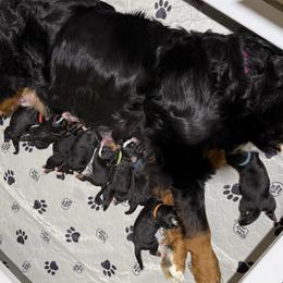 Bernese Mountain Dog puppies from Jena's Blissful Bernese Mountain Dogs
