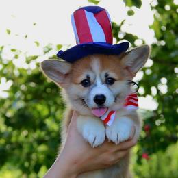 Bobbi - Red female Pembroke Welsh Corgi puppy in Pollock, Missouri from Northstar