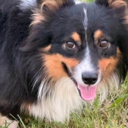 BangBang - Black and tan male American Corgi puppy in Heyworth, Illinois from Schumaker Corgis