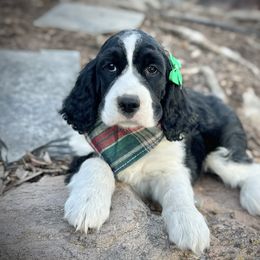 English Springer Spaniel Puppies from Orchard Hill English Springer Spaniels