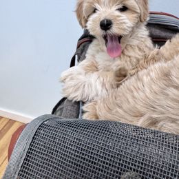 Belle - Cream female Maltipoo puppy in West Jordan, Utah from Mid Sized Maltipoos and More LLC