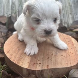 Cindy Lou - White female Maltese puppy in Raleigh, North Carolina from Loveable Litters