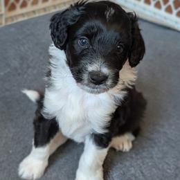 Rebel - Black and white male Aussiedoodle puppy in New Durham, New Hampshire from Ridgeview Aussiedoodles
