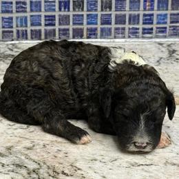 Mopsey - Black and white male Sheepadoodle puppy in Chesapeake, Virginia from Doodle-Cove