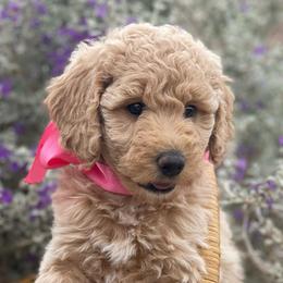 Rue - Parti female Labradoodle puppy in Murray, Utah from Swann's Kennels
