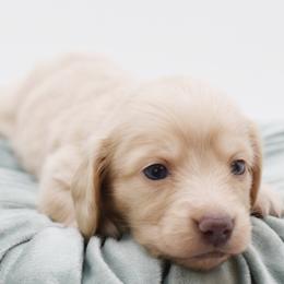 CHANEL - AKC Import Lines - Cream female Dachshund puppy in Coweta, Oklahoma from Sunnyside Dachshunds
