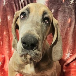 Brookies - Fawn female Great Dane puppy in Bay Shore, New York from Gentle Giant Companions