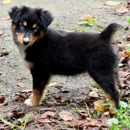 Luna - Black tri female Miniature Australian Shepherd puppy in Patterson, North Carolina from DreamLine Aussies