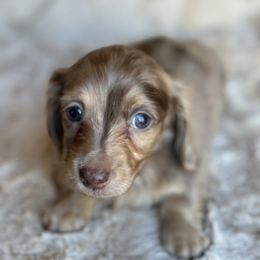Zucchini - Dapple Dachshund puppy in Bluff City, Tennessee from Sidanelv Dachshunds
