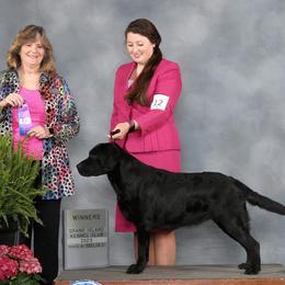Lainey - Labrador Retriever
