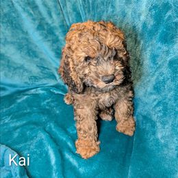 Kai - Brown male Cockapoo puppy in Sunset, Louisiana from Cano Cockapoos