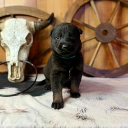 Rival - Bi-color female German Shepherd puppy in Beech Grove, Arkansas from Ze Zadnich lesu