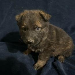 Jodie - Sable female German Shepherd puppy in Milan, Illinois from Stonewick German Shepherds
