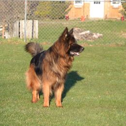 Iliano - German Shepherd