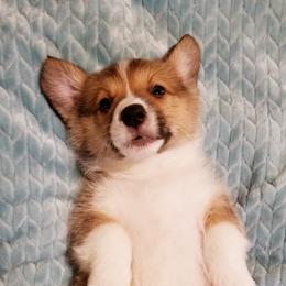 Pembroke Welsh Corgi Puppies from Whimsical Treasure Corgis