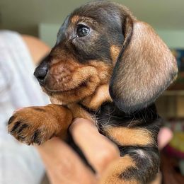 Wild boar 1 - Wild boar male Dachshund puppy in Michigan And Florida Locations, Michigan from UP North Dachshunds UPNDLLC