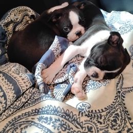 Boston Terrier Puppies from I Love Pups