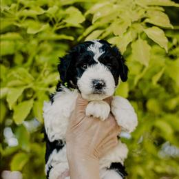 Neon - Black and white male Sheepadoodle puppy in Patterson, California from Dooling Doodles