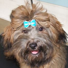 Rodney - Havanese