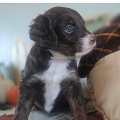 Aussiedoodles, Bordoodles, and Double Doodles from Ramirez Family Doodles