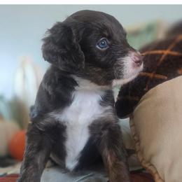 Aussiedoodles, Bordoodles, and Double Doodles from Ramirez Family Doodles