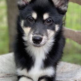 Pomsky Puppies from Brent Bauer
