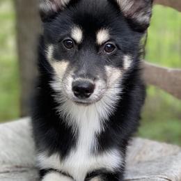 Pomsky Puppies from Brent Bauer