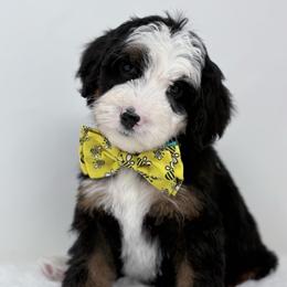 Pollen - Tri-color male Bernedoodle puppy in Fleming, Colorado from Vandenbark Doodles