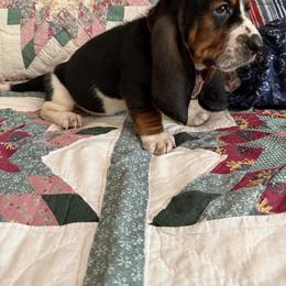 Hippy - Black brown and white male Basset Hound puppy in Letcher, Kentucky from Hackers Appalachian Basset Hounds