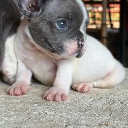 Little boy - Blue male French Bulldog puppy in Brooksville, Florida from Post Farm Rottweilers & French Bulldogs