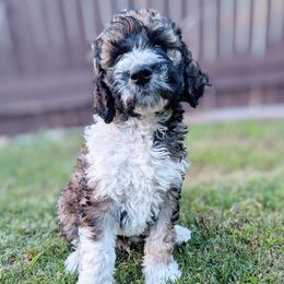 Aussiedoodle, Goldendoodle, and Poodle Puppies from Rebecca Creek Retrievers, LLC