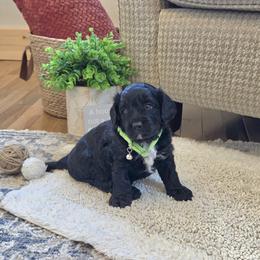 F1B Meet Licorice :) - Black and white male Cavapoo puppy in Centerville, Iowa from Barnyard Dachshunds, Dals & Doodles
