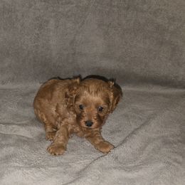Lola - Red female Cavapoo puppy in Dewey, Oklahoma from Lebel Cavapoos
