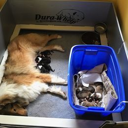 Collie Puppies from Foxglove Farms Collies